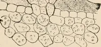 An illustration from Handbook of practical botany for the botanical laboratory and private student (1908)