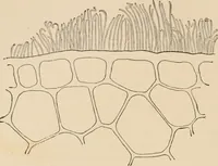 An illustration from Handbook of practical botany for the botanical laboratory and private student (1908)