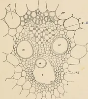 An illustration from Handbook of practical botany for the botanical laboratory and private student (1908)