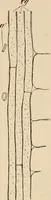 An illustration from Handbook of practical botany for the botanical laboratory and private student (1908)