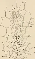 An illustration from Handbook of practical botany for the botanical laboratory and private student (1908)