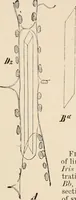 Picture 43 of 179 from Handbook of practical botany for the botanical laboratory and private student (1908), leaf 154