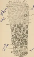 An illustration from Handbook of practical botany for the botanical laboratory and private student (1908)