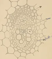 An illustration from Handbook of practical botany for the botanical laboratory and private student (1908)