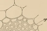 An illustration from Handbook of practical botany for the botanical laboratory and private student (1908)
