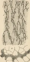 An illustration from Handbook of practical botany for the botanical laboratory and private student (1908)