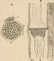 An illustration from Handbook of practical botany for the botanical laboratory and private student (1908)