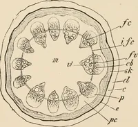 An illustration from Handbook of practical botany for the botanical laboratory and private student (1908)