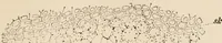 An illustration from Handbook of practical botany for the botanical laboratory and private student (1908)