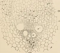 An illustration from Handbook of practical botany for the botanical laboratory and private student (1908)