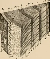 An illustration from Handbook of practical botany for the botanical laboratory and private student (1908)