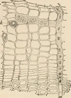 An illustration from Handbook of practical botany for the botanical laboratory and private student (1908)