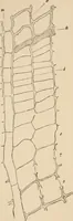 An illustration from Handbook of practical botany for the botanical laboratory and private student (1908)