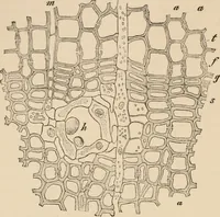An illustration from Handbook of practical botany for the botanical laboratory and private student (1908)