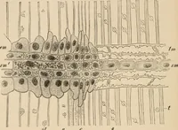 An illustration from Handbook of practical botany for the botanical laboratory and private student (1908)