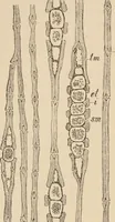 An illustration from Handbook of practical botany for the botanical laboratory and private student (1908)