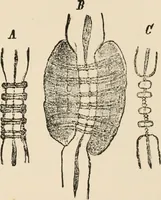 An illustration from Handbook of practical botany for the botanical laboratory and private student (1908)