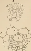 An illustration from Handbook of practical botany for the botanical laboratory and private student (1908)