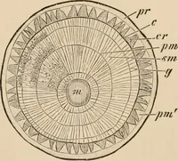 An illustration from Handbook of practical botany for the botanical laboratory and private student (1908)