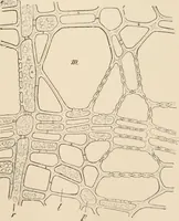 An illustration from Handbook of practical botany for the botanical laboratory and private student (1908)