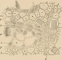 An illustration from Handbook of practical botany for the botanical laboratory and private student (1908)
