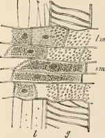An illustration from Handbook of practical botany for the botanical laboratory and private student (1908)