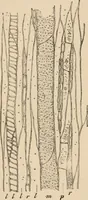 An illustration from Handbook of practical botany for the botanical laboratory and private student (1908)