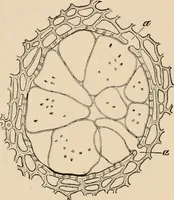 An illustration from Handbook of practical botany for the botanical laboratory and private student (1908)