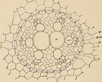 An illustration from Handbook of practical botany for the botanical laboratory and private student (1908)