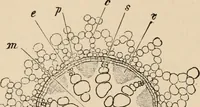 An illustration from Handbook of practical botany for the botanical laboratory and private student (1908)