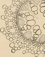An illustration from Handbook of practical botany for the botanical laboratory and private student (1908)