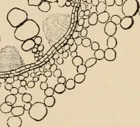 An illustration from Handbook of practical botany for the botanical laboratory and private student (1908)
