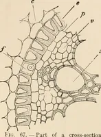 An illustration from Handbook of practical botany for the botanical laboratory and private student (1908)