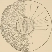 An illustration from Handbook of practical botany for the botanical laboratory and private student (1908)