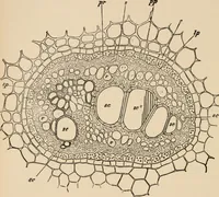 An illustration from Handbook of practical botany for the botanical laboratory and private student (1908)