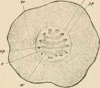An illustration from Handbook of practical botany for the botanical laboratory and private student (1908)