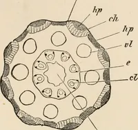 An illustration from Handbook of practical botany for the botanical laboratory and private student (1908)