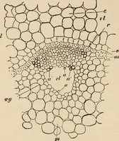 An illustration from Handbook of practical botany for the botanical laboratory and private student (1908)