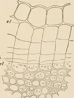 An illustration from Handbook of practical botany for the botanical laboratory and private student (1908)