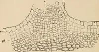An illustration from Handbook of practical botany for the botanical laboratory and private student (1908)
