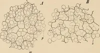 An illustration from Handbook of practical botany for the botanical laboratory and private student (1908)