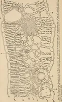 An illustration from Handbook of practical botany for the botanical laboratory and private student (1908)