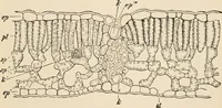 An illustration from Handbook of practical botany for the botanical laboratory and private student (1908)
