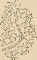 An illustration from Handbook of practical botany for the botanical laboratory and private student (1908)