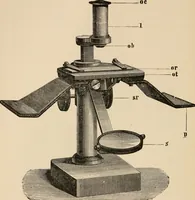 An illustration from Handbook of practical botany for the botanical laboratory and private student (1908)