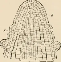 An illustration from Handbook of practical botany for the botanical laboratory and private student (1908)