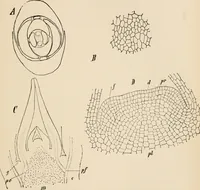 An illustration from Handbook of practical botany for the botanical laboratory and private student (1908)