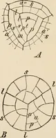 An illustration from Handbook of practical botany for the botanical laboratory and private student (1908)