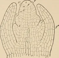 Picture 89 of 179 from Handbook of practical botany for the botanical laboratory and private student (1908), leaf 253
