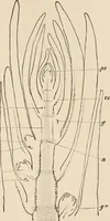 An illustration from Handbook of practical botany for the botanical laboratory and private student (1908)